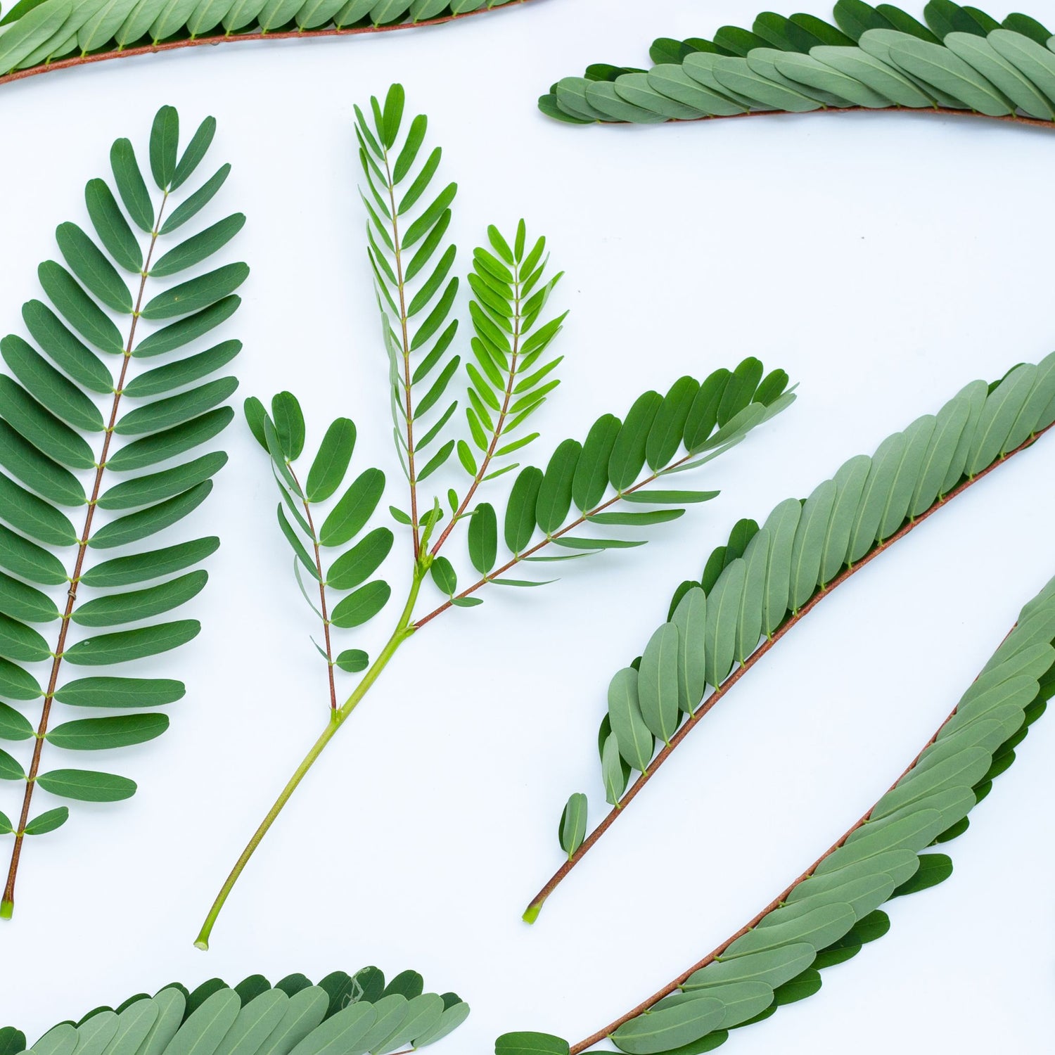 Image of Sesbania Leaves, a natural plant-based source of biotin